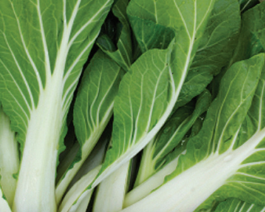Bok Choi (Pak Choi) Seeds
